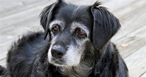 Old Dogs .